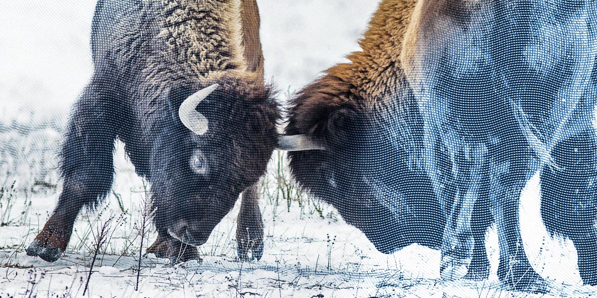 two bison in battle